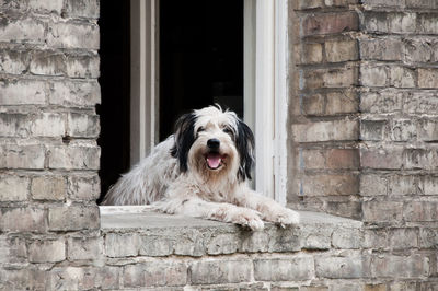 Portrait of dog at window