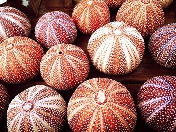 Full frame shot of sea urchins