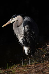 Bird perching on a lake