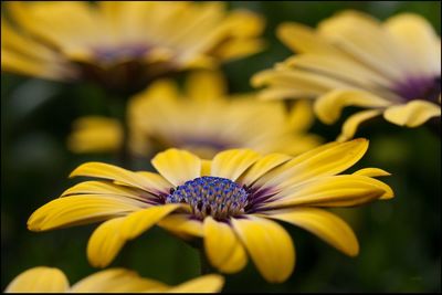 Close-up of yellow flower blooming outdoors