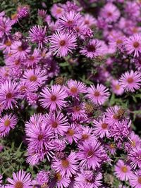 High angle view of pink flowering plants