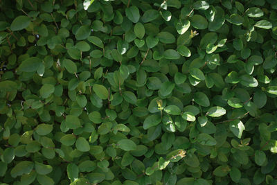 Full frame shot of plants