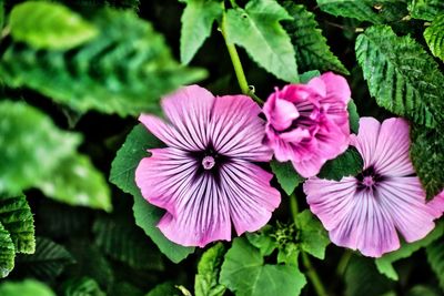 Close-up of pink flowering plant