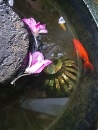 High angle view of fish swimming in lake