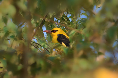 Close-up of bird perching on tree