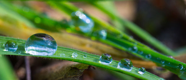 Close-up of grass