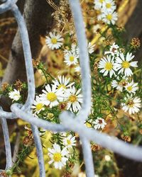 Close-up of white flowers