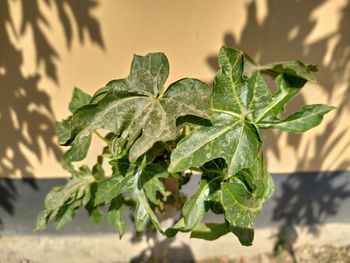 Close-up of plant leaves