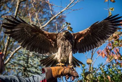 Low angle view of eagle perching on hand of man