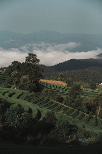 Scenic view of agricultural field against sky