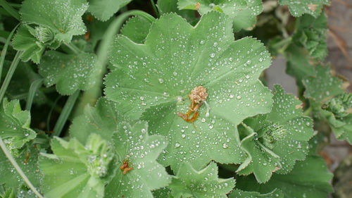 Close-up of water drops on leaf