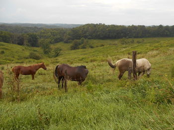 Horses grazing on field against sky