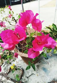 Close-up of pink flowering plant