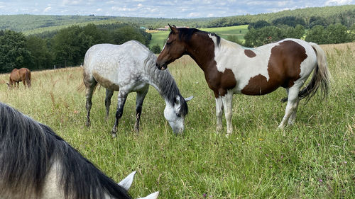 Horses grazing in a field