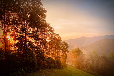 Trees on landscape against sky during sunset