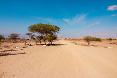 A dirt road amidst acacia trees in amboseli national park in kenya