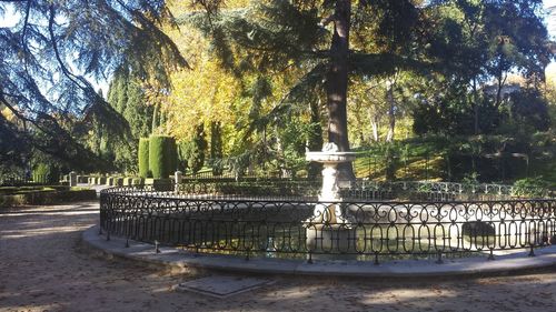 Trees in park