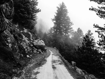 Road passing through forest