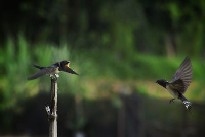 Close-up of a bird flying