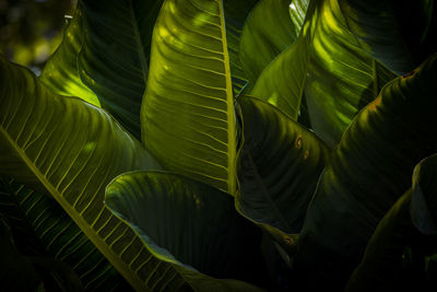 Close-up of green leaf