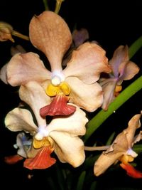 Close-up of orchid blooming outdoors