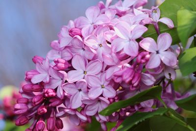 Close-up of pink flowering plant