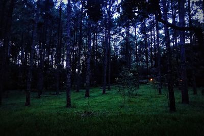 Trees on field in forest