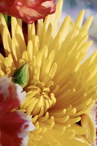 Close-up of yellow flowering plant