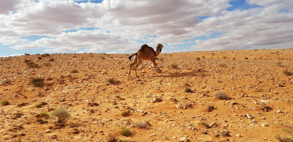 View of a horse on field