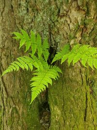 High angle view of leaves on tree trunk