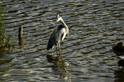 View of birds in lake