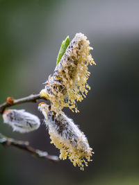 Close-up of insect on flower