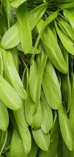 Full frame shot of green leaves