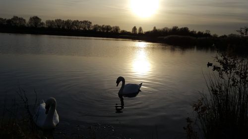 Swan swimming in lake against sky during sunset