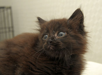 Close-up portrait of a cat