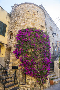 Low angle view of pink flowering plant by building