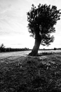 Bare trees on grassy field