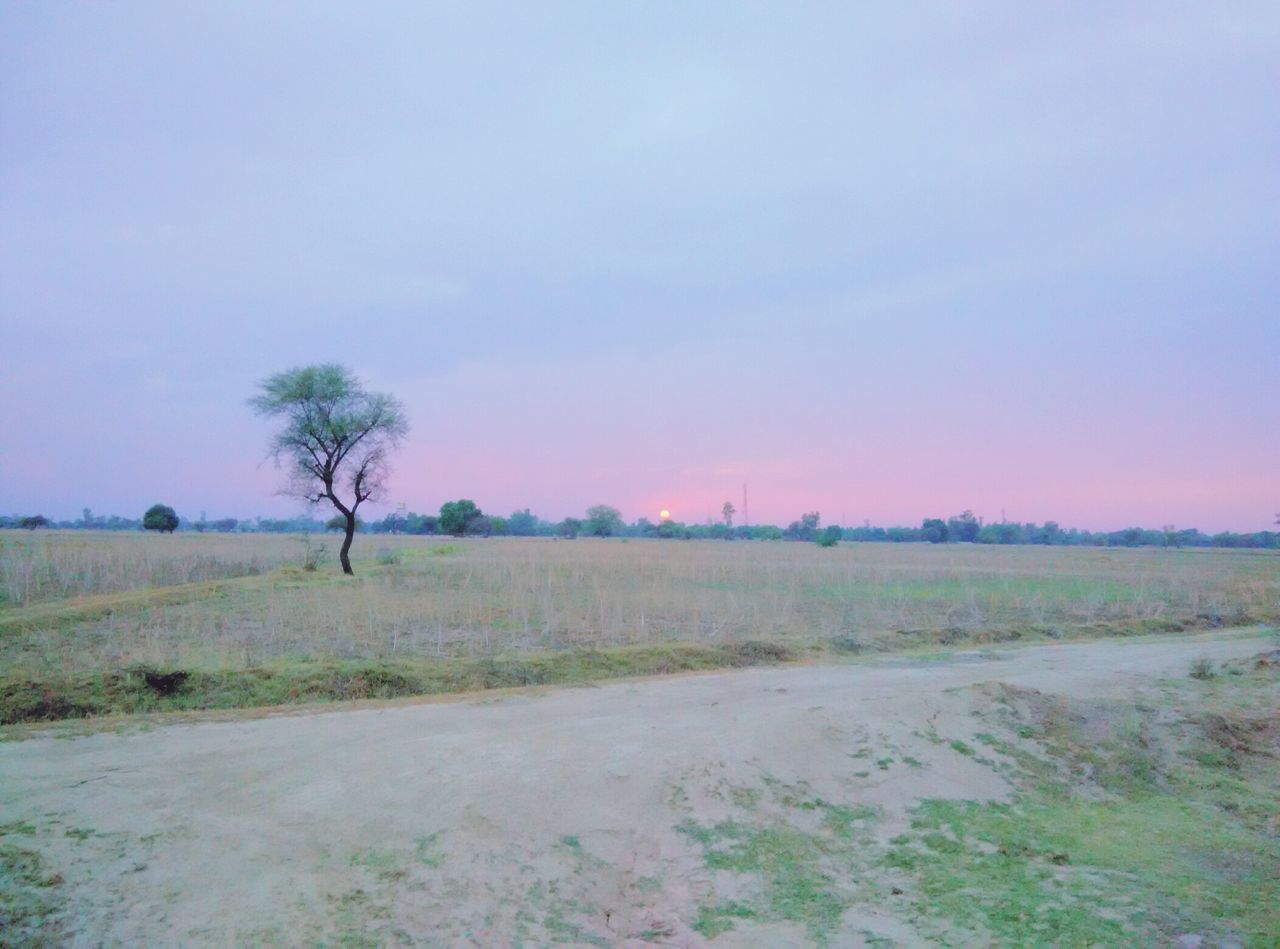 tranquil scene, landscape, tranquility, field, scenics, tree, beauty in nature, copy space, nature, sky, grass, sunset, clear sky, non-urban scene, idyllic, horizon over land, growth, remote, outdoors, no people