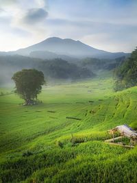 Scenic view of agricultural field against sky