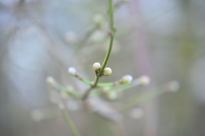 Close-up of flowering plant