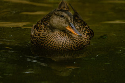 Close-up of a duck in lake