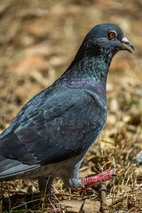 Close-up of bird perching on field