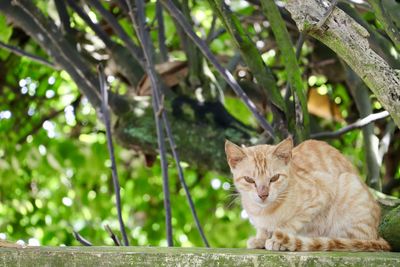 Portrait of a cat sitting on tree