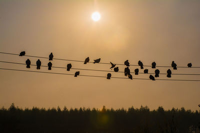 Low angle view of birds perching on cable against sky