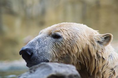 Close-up of an polar bear