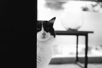 Close-up portrait of a cat