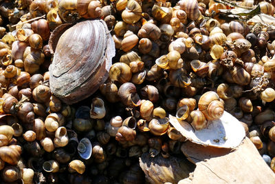High angle view of shells