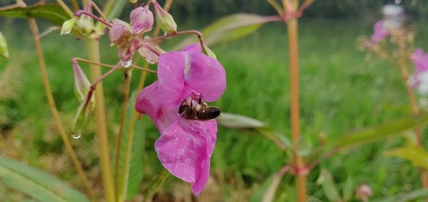 Close-up of bee pollinating on pink flower