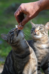Close-up of hand feeding sausage to cat