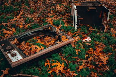 High angle view of autumn leaves on field